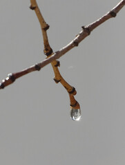 water drops on tree