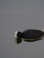 coot in the water