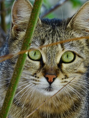 close up portrait of a cat