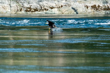 One talon skims the waters
A bald eagle drags one talon through the water as it catches a hake fish for a meal
