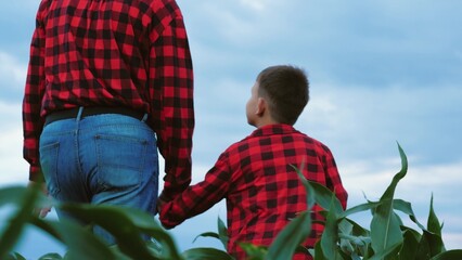 Kid strolls across corn field with farmer daddy joining hands. Son spends weekend to farmer daddy...