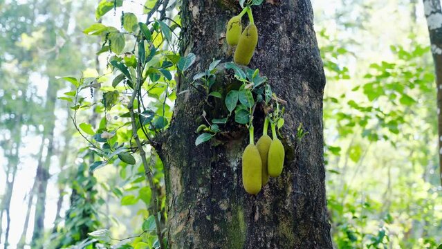Jack fruits hanging in trees in a tropical fruit garden in South india