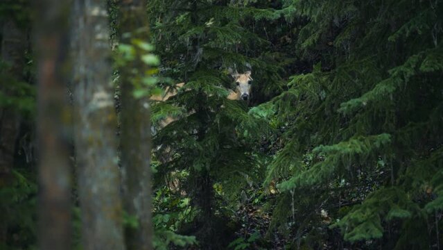 A deer grazing between the pine trees, walking in the forest. Slow motion. 