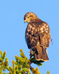 Obraz premium Red Tailed Hawk in spruce tree