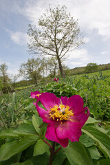 pink flowers in the wild, Peonia (Paeonia mascula). Burgos. Sardegna. Italia. Italy