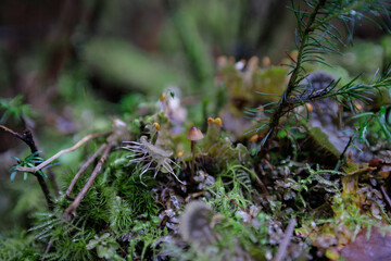 mushroom, nature, fungus, forest, macro, toadstool, food, green, season, mushrooms, plant, wild,...
