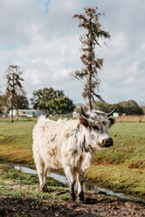 Fototapeta premium cow in a pasture