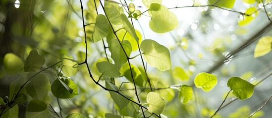 Close-up photo of a greenhouse Aristolochia Kwangsiensis, a genus of woody vines and perennial plants.