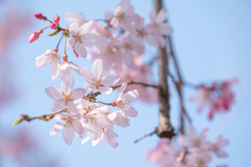 青空に映える桜