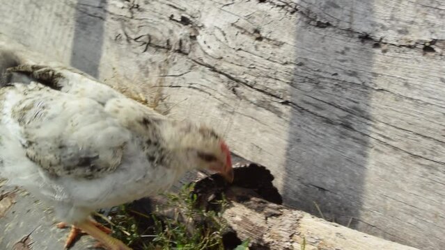 Closeup of little chicken walking in poultry yard of village house. Full HD video. Summer day on farm. Country cottage village. Caring for animals. Concept of housekeeping, livestock farming. Chick