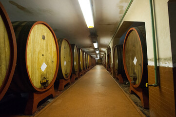 wine barrels in cellar Azienda Sella & Mosca, Alghero, SS, Sardegna, Italy