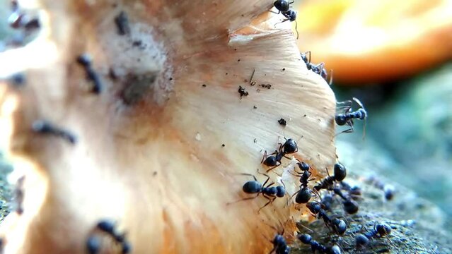 Black ant colony, black garden ants eating wild mushrooms