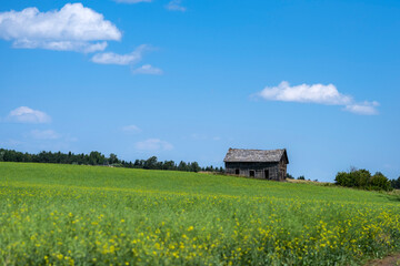 Abandoned/derelict farmhouse in a field of canola, Stony Plain Alberta 