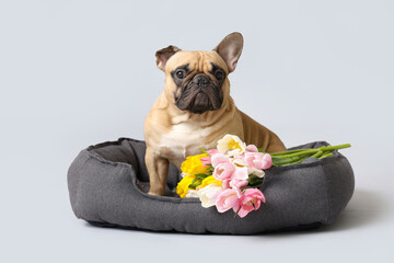 Cute French bulldog in pet bed with tulips on grey background. International Women's Day