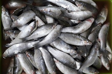 The milkfish (Chanos chanos) or Bangus is the sole living species in the family Chanidae.  Fresh milkfish isolated over on broken ice white background placed on ice sold in supermarkets.