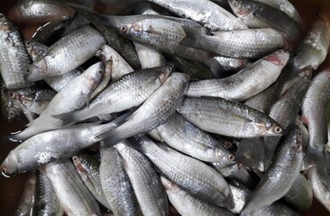The milkfish (Chanos chanos) or Bangus is the sole living species in the family Chanidae.  Fresh milkfish isolated over on broken ice white background placed on ice sold in supermarkets.