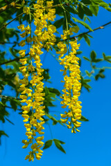 Yellow bean close-up on blue sky background.racemose inflorescences of yellow bean. Beautiful blooming spring trees and bushes.Beautiful nature background in blue and yellow colors - obrazy, fototapety, plakaty