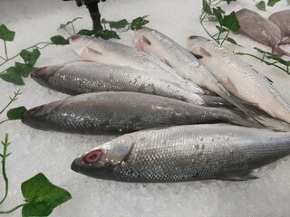 The milkfish (Chanos chanos) or Bangus is the sole living species in the family Chanidae.  Fresh milkfish isolated over on broken ice white background placed on ice sold in supermarkets.
