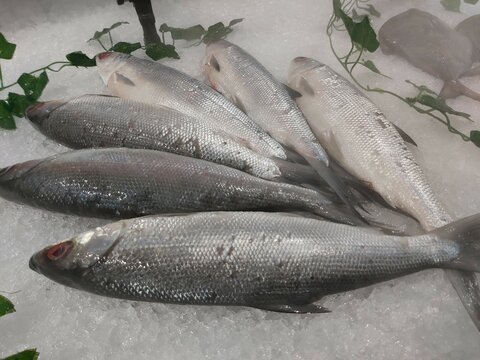 The milkfish (Chanos chanos) or Bangus is the sole living species in the family Chanidae.  Fresh milkfish isolated over on broken ice white background placed on ice sold in supermarkets.