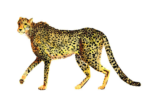 Cheetah walks beautiful, drawn in watercolor for fashion print, poster, textile