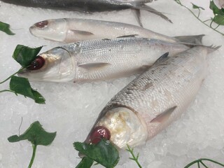 The milkfish (Chanos chanos) or Bangus is the sole living species in the family Chanidae.  Fresh milkfish isolated over on broken ice white background placed on ice sold in supermarkets.