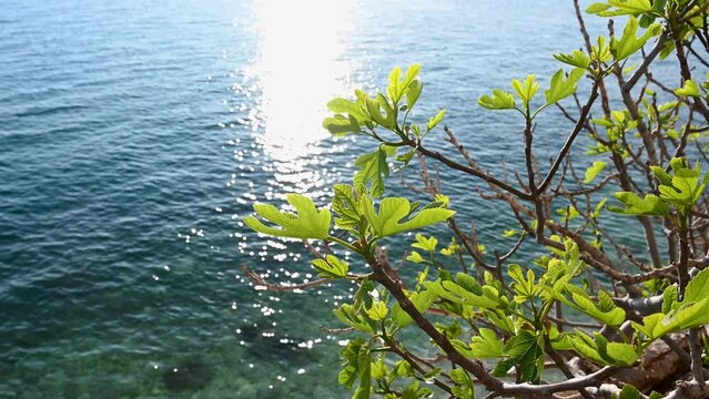 Tree and fig leaves with the sea in the background. 