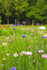 Closeup of a field of tall grass with colorful flowers of various colors