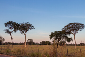 Obraz premium field with trees