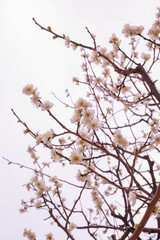 Fototapeta na wymiar 2月になり寒い日が続くが梅の花が咲き始めた。大阪梅田にて撮影
