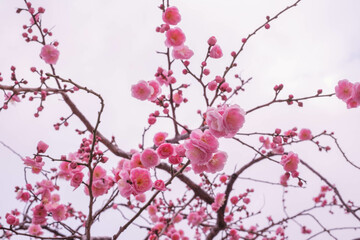 2月になり寒い日が続くが梅の花が咲き始めた。大阪梅田にて撮影