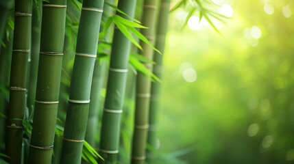 Obraz premium Fast growing, sustainable bamboo in a peaceful zen garden landscape. 