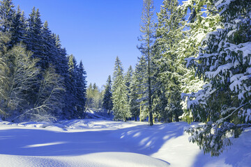 Winter snowy landscape of a tall coniferous forest on a sunny frosty day.