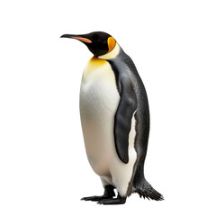 king penguin, Emperor penguin isolated on transparent background, cut out, png