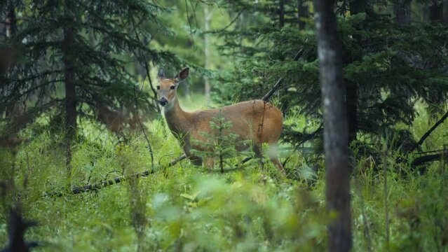 Rain drops slowly falling while a deer grazing between the trees. Slow motion. 