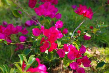 Pink bougainvillea flowers in a white pot for garden decoration. 