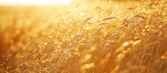 Naklejka premium Close-up of mature flax on a field (source of linen).