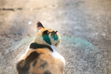 Cute cat sitting on the ground. Selective focus and shallow depth of field.