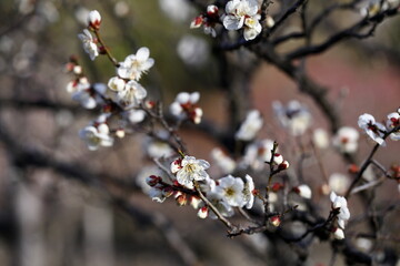 日本の春の梅