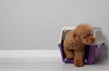 Travel with pet. Fluffy dog in carrier on floor indoors, space for text