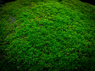A close up bryophytes moss for background purpose