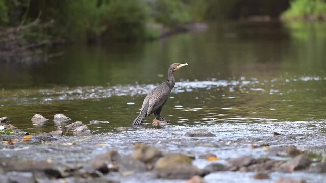 Un Grand Cormoran dans la rivi&egrave;re du Trieux en Bretagne dans les C&ocirc;tes d'Armor