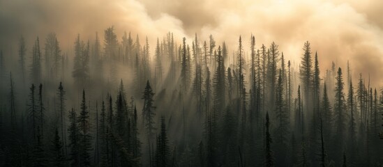 Smoky Serenity: Smoke After a Controlled Coniferous Forest Fire