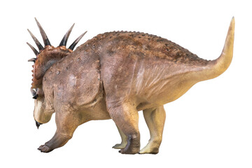 Styracosaurus dinosaur on isolated background