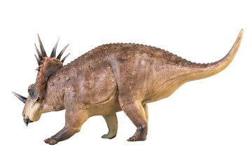 Styracosaurus dinosaur on isolated background