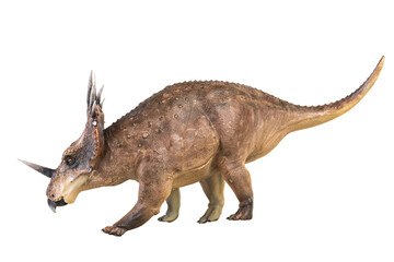 Styracosaurus dinosaur on isolated background