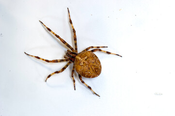 spider on white background Ragno. Araneus diadematus. Sassari. Sardegna. Italia