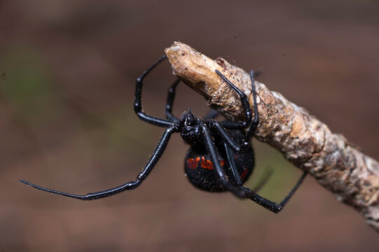 macro of a spider Black widow Latrodectus tredecimguttatus
