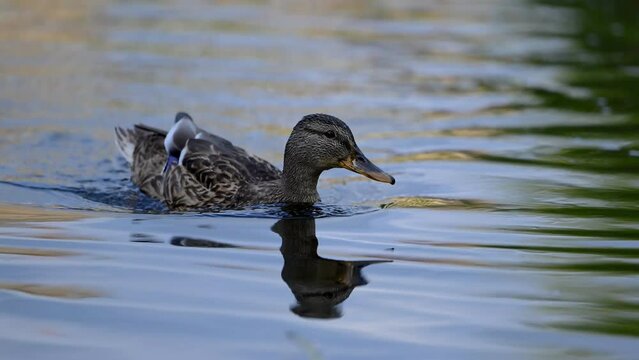 Un canard Colvert femelle nage calmement dans la rivi&egrave;re du Trieux en Bretagne