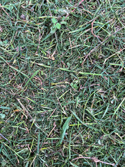 green grass texture