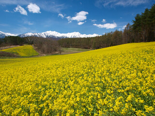 菜の花畑と北アルプス